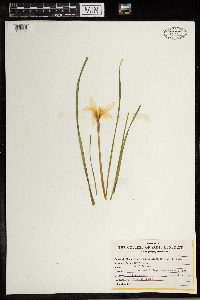 Zephyranthes atamasca image