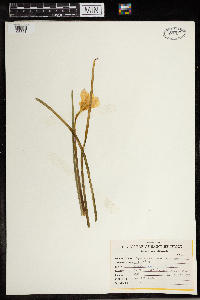 Zephyranthes atamasca image