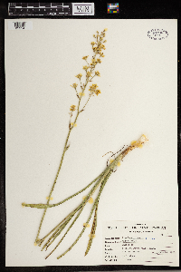 Zigadenus elegans image