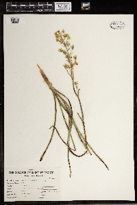 Zigadenus elegans image