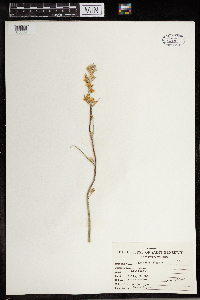 Zigadenus elegans image