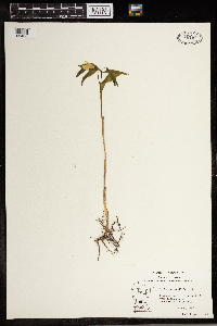 Uvularia sessilifolia image