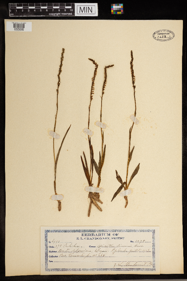 Spiranthes sinensis image