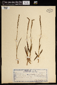 Image of Spiranthes sinensis