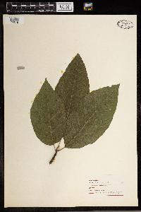 Magnolia acuminata image