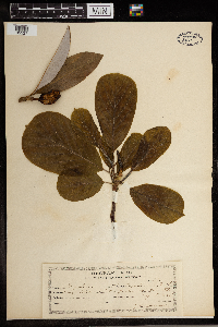 Magnolia acuminata image