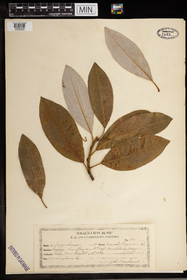 Magnolia virginiana image