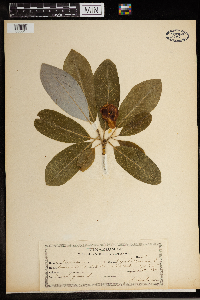 Magnolia virginiana image