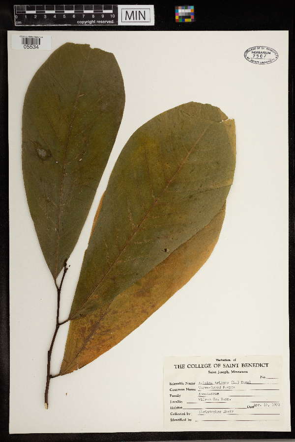 Asimina triloba image