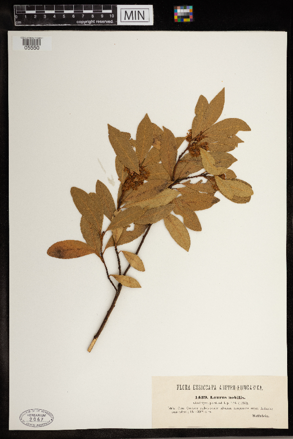 Laurus nobilis image