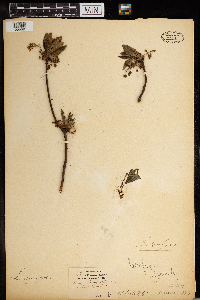 Sassafras officinale image
