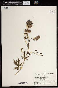 Image of Aconitum uncinatum