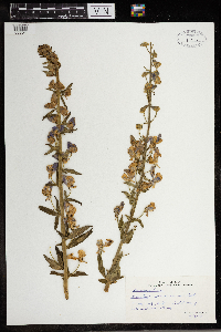 Aconitum columbianum image