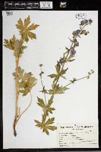 Aconitum columbianum image