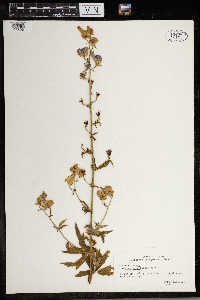 Aconitum columbianum image