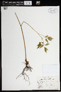 Actaea rubra image