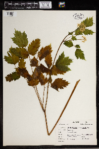 Image of Actaea spicata