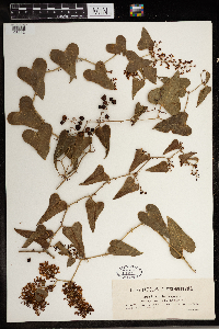 Image of Smilax aspera