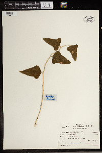 Smilax bona-nox image