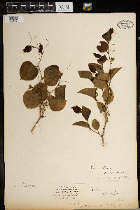 Smilax rotundifolia image