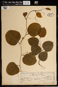 Smilax rotundifolia image