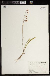Image of Stenanthium occidentale