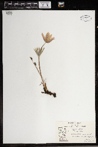 Anemone patens image