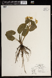 Caltha palustris image
