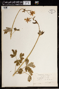 Aquilegia formosa image