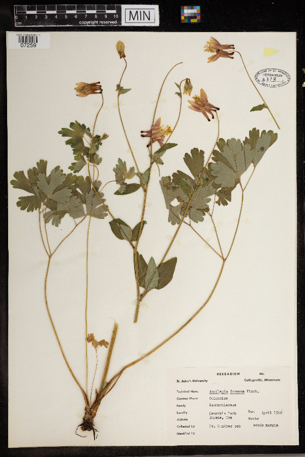 Aquilegia formosa image