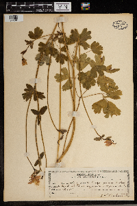 Aquilegia formosa image