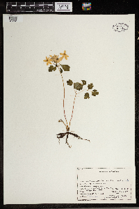 Thalictrum thalictroides image