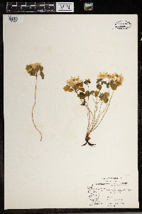 Thalictrum thalictroides image