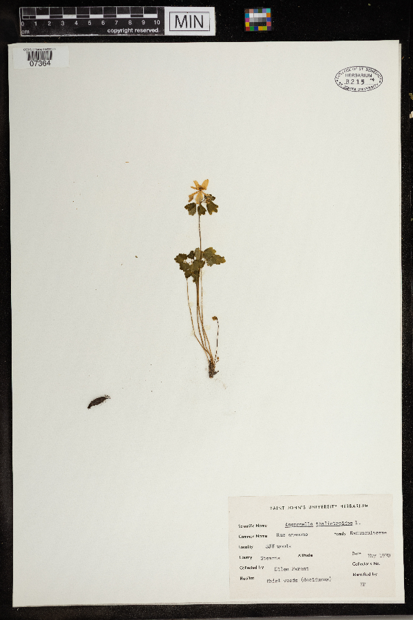 Thalictrum thalictroides image