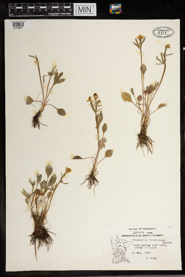 Ranunculus rhomboideus image