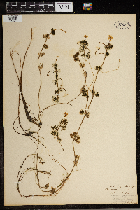 Ranunculus aquatilis image