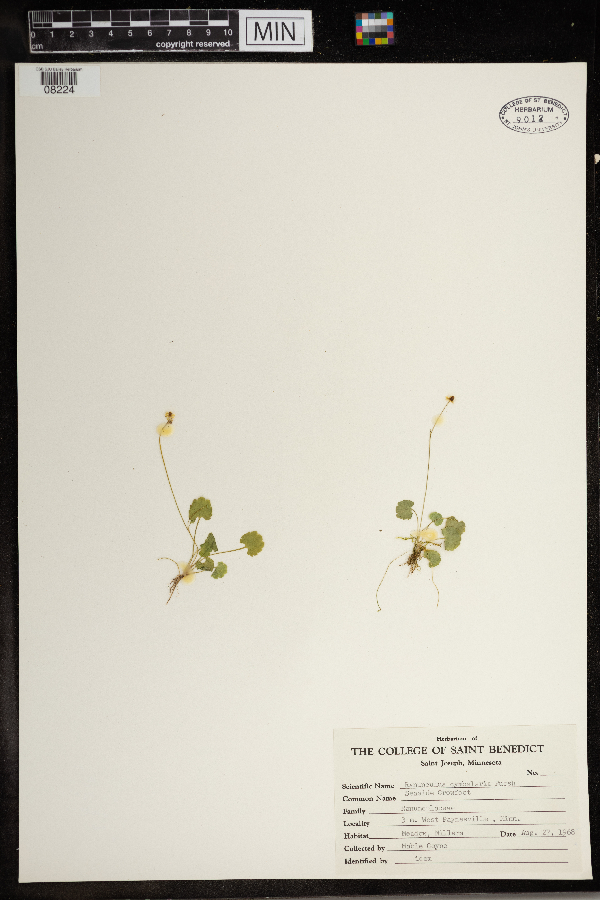 Ranunculus cymbalaria image