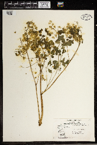 Thalictrum dioicum image