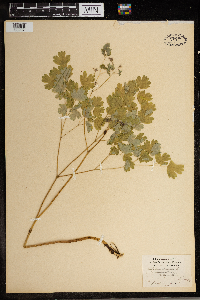 Thalictrum dioicum image