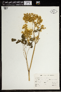 Thalictrum dioicum image