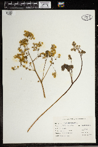 Thalictrum dioicum image