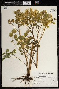 Thalictrum dioicum image