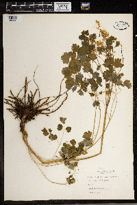 Thalictrum dioicum image