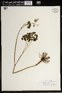 Thalictrum dioicum image