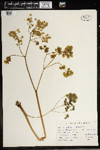 Thalictrum dioicum image