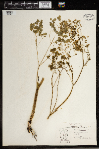 Thalictrum dioicum image