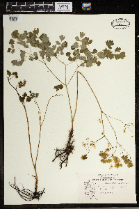 Thalictrum dioicum image