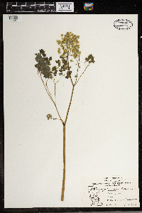 Thalictrum dioicum image