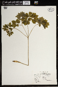 Thalictrum dioicum image