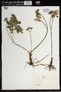 Thalictrum dioicum image